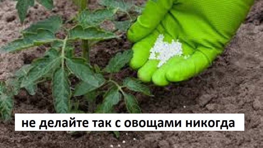 Эта ПОДКОРМКА уничтожила мой урожай💥 Кому верить? 💥 Так не делайте ни когда!