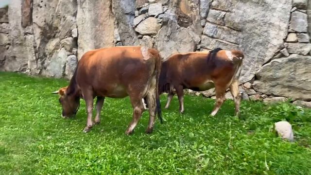 ХАВА ПЯТИГОРСКАЯ В КБР! 🏔 выпуск 15