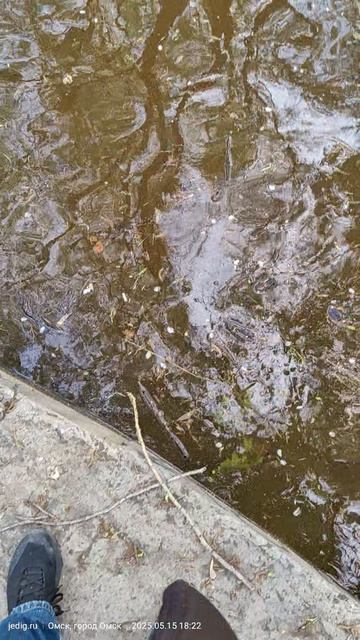 Зелёный остров. Омск. 15 мая 2025. Вода вошла в берега.