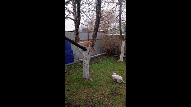 Коты