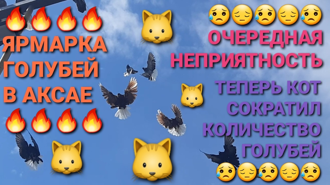 😥😥😥 Ещё одна неприятность! Теперь кот сократил количество голубей! ❗❗❗ Ярмарка голубей в Аксае!