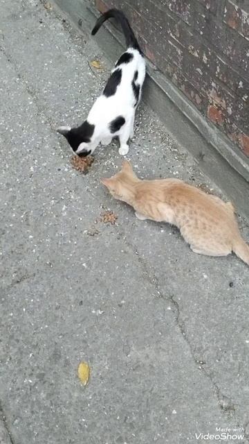 Крымские котики//