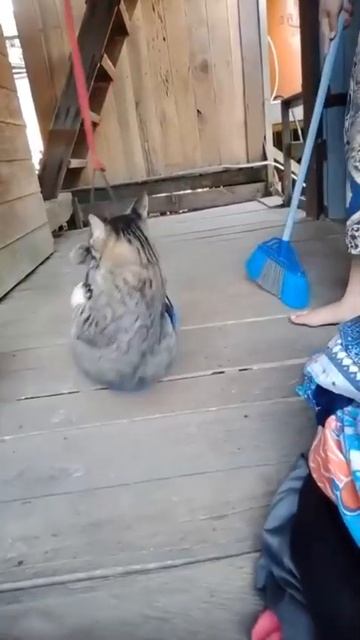 Котейка на качелях 🐈😻😉