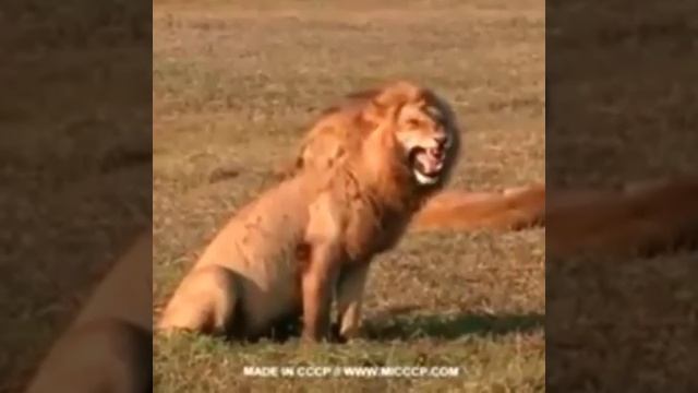 1514832961_oblom.mp4