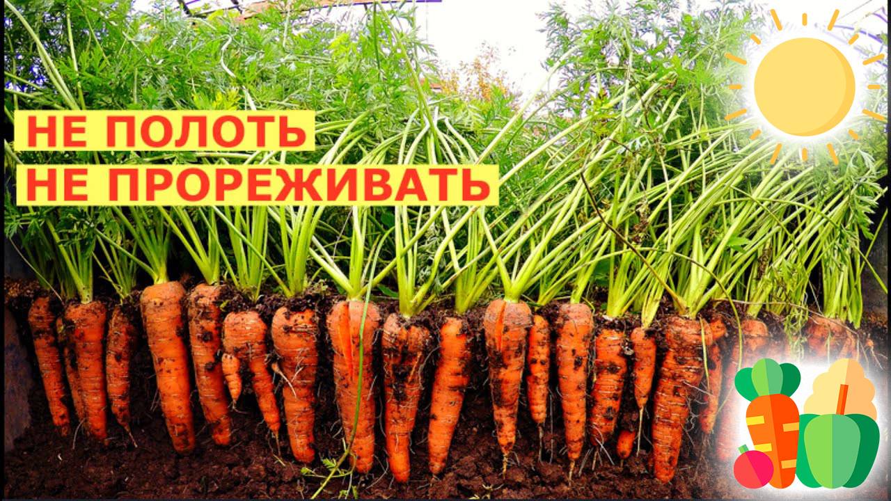 Как Посадить Морковь, посадка Моркови в грунт. Как быстро получить урожай моркови