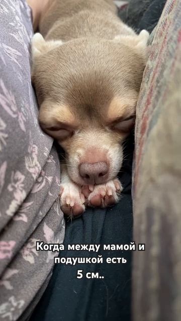Между мамой и подушкой
