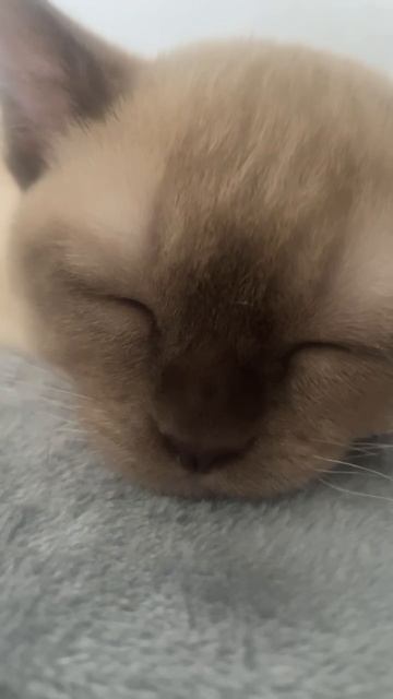 Когда немного захрапел #котенок #бурма #храпит