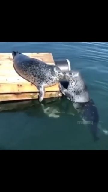 Титаник отдыхает