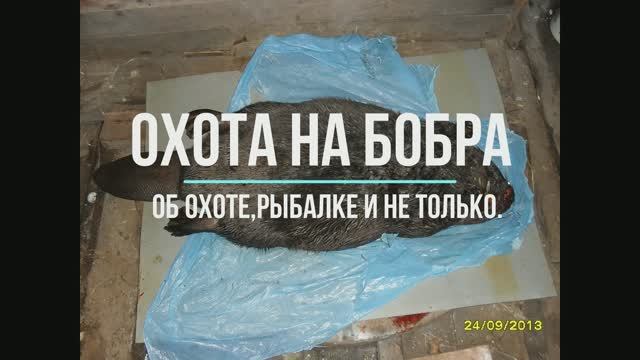 Охота на бобра