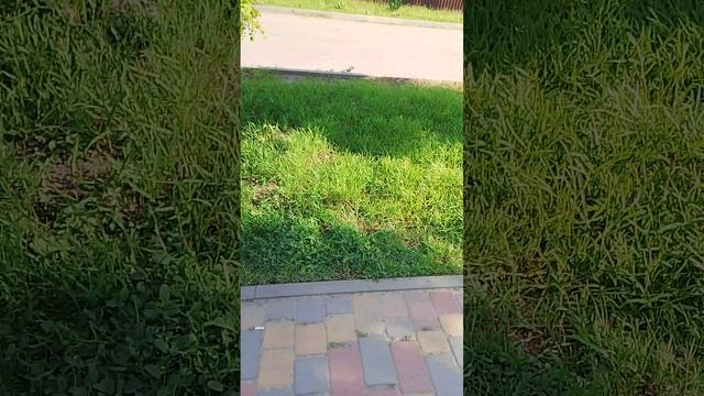 приключения по моему району вторая часть
