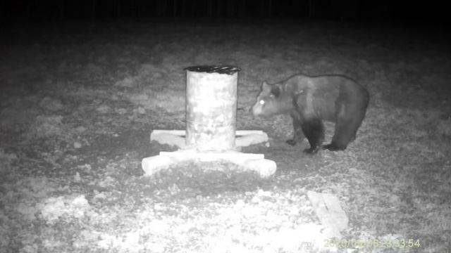 Проснулся…🐻