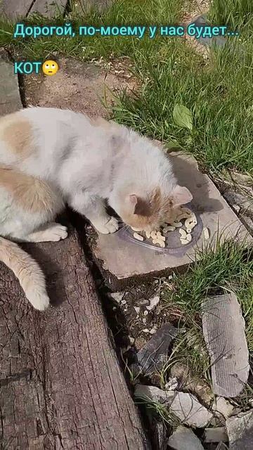 Второй котейка выброшенный приблудился🙄 #кот #жизнь #shorts