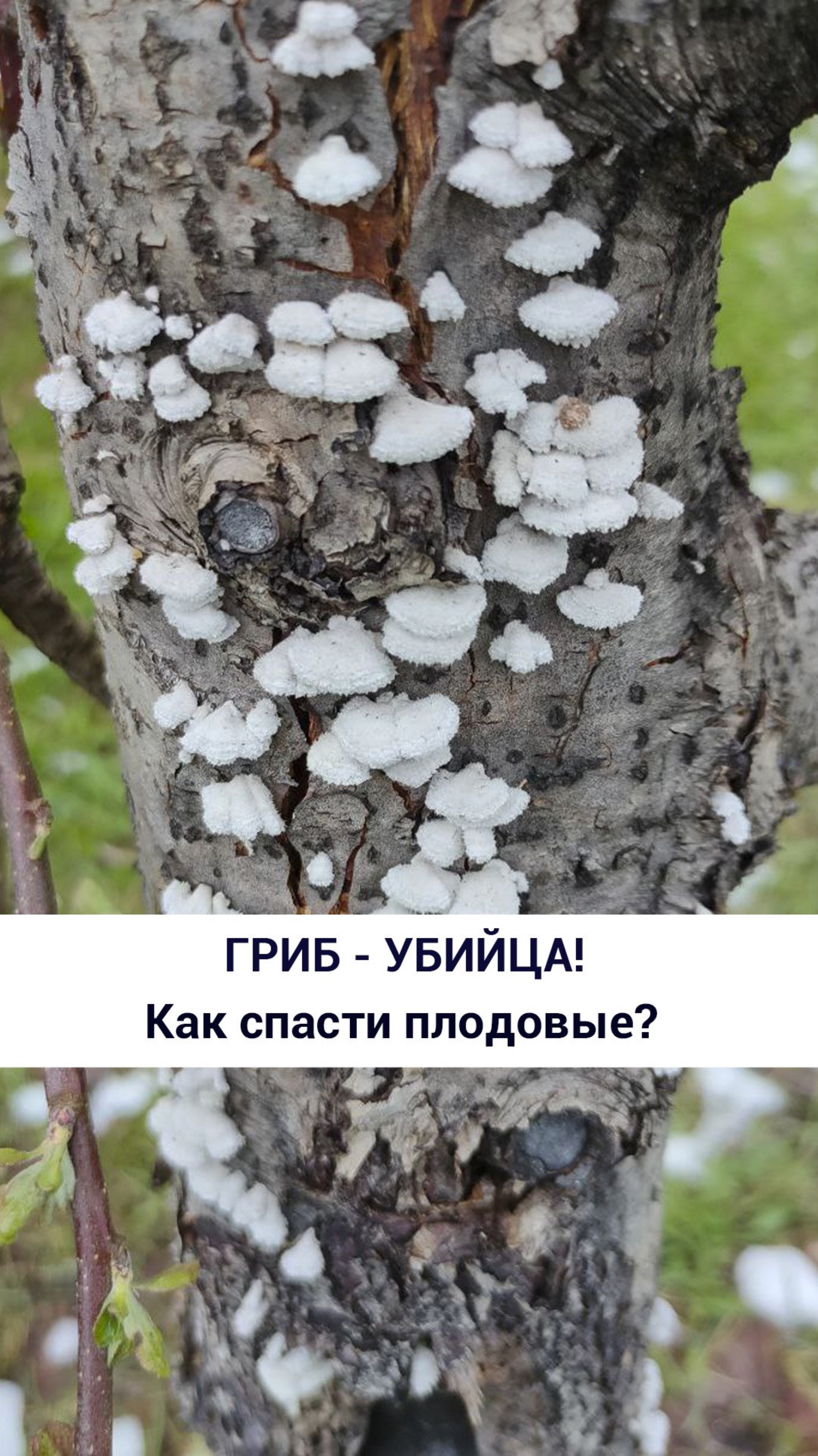 Гриб-убийца!