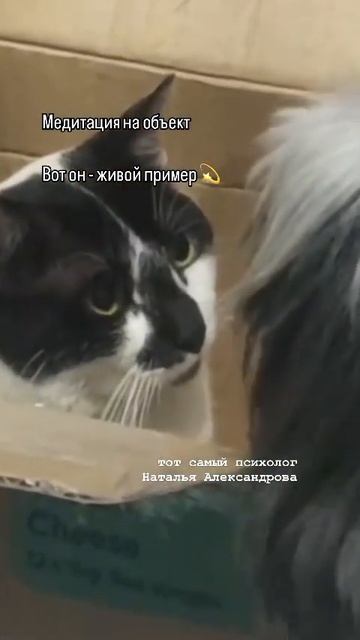 Медитация на объект #генеративныйкоучинг #семейныйпсихолог #семейныйпсихологспб