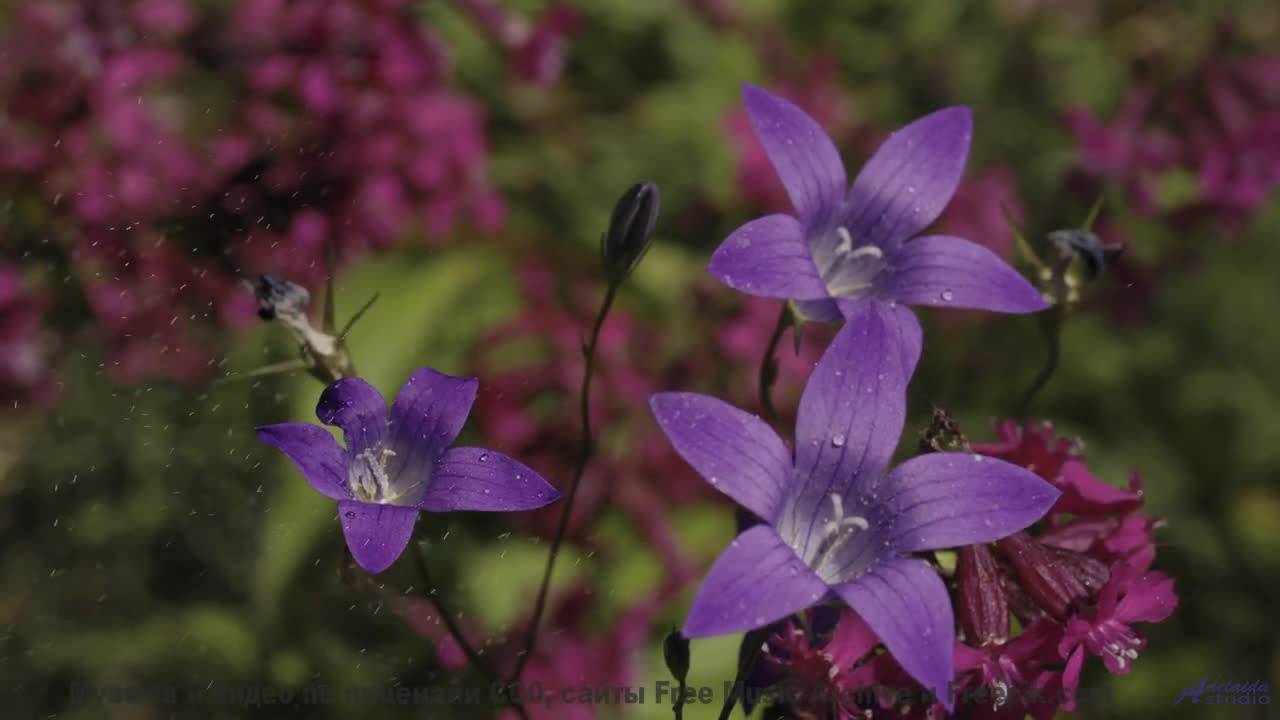 Звуки, управляющие погодой - секретные технологии! - Darshan -- Blue Lotus -- Blue Lotus