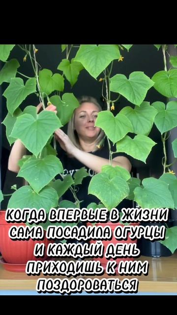 Будет урожай ?