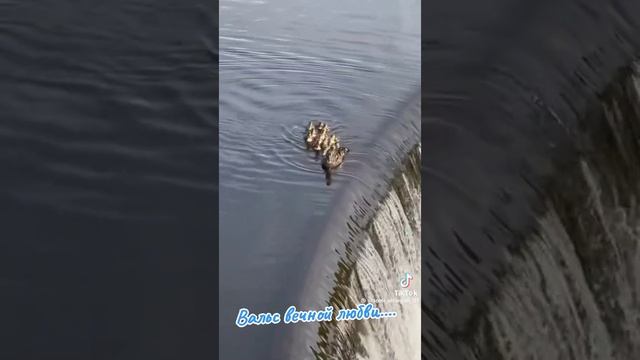 такая ЛЮБОВЬ