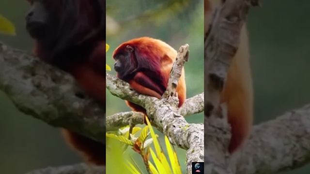 Встречайте обезьяну Рыжего ревуна ну или просто - настоящего короля джунглей!