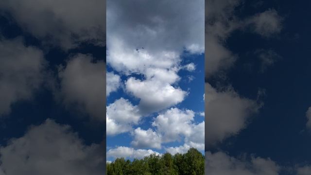 Птицы кричали и летали кругами