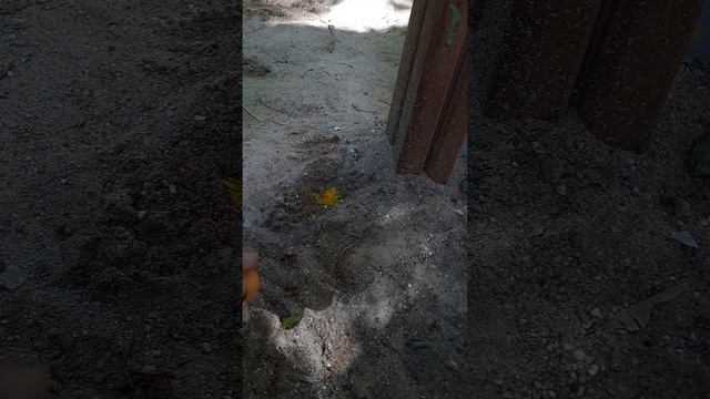 отправили в космос муравья