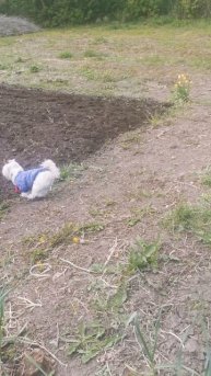 Помощница моя