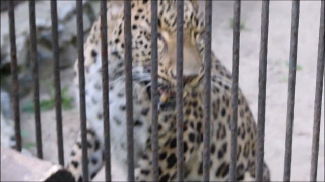 Персидский леопард Кавказ очень не любит посетителей 15.05.2025