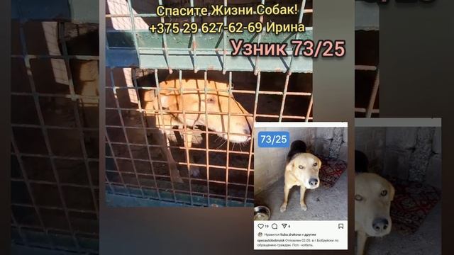 Помогите! Собаки в усыпалке, 16 мая крайний срок!