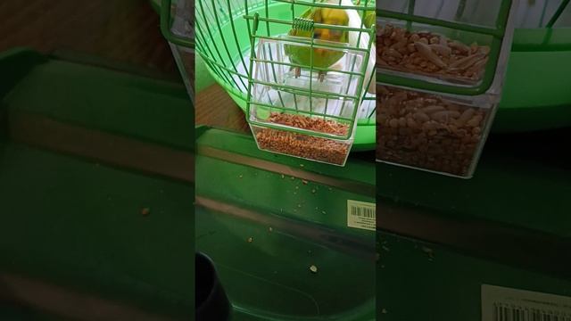 у.  меня.   попугайчик