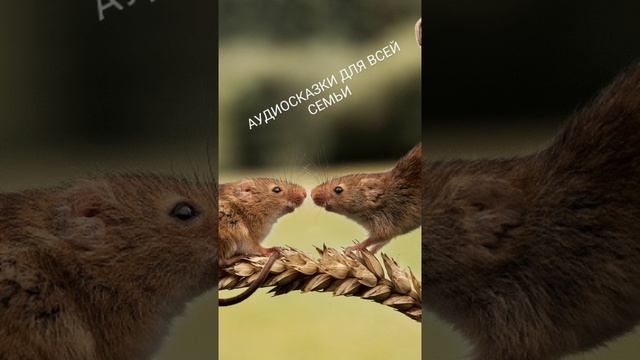 ХВАСТЛИВЫЕ МЫШИ