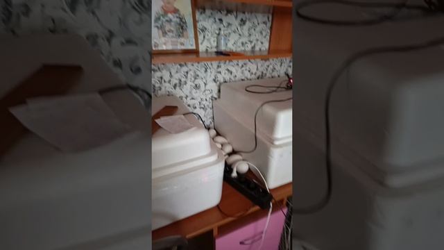 Привезла опилки, занималась инкуб. яйцоми домашними делами.
