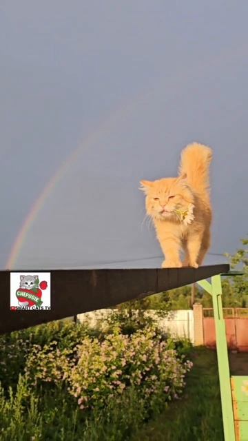 Летай моя душа 🌞🕊💓😻🌼