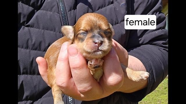 Бишонн хаванез