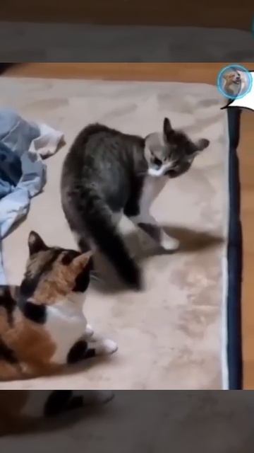 Если нападать,то только так 🐈🤗❤️