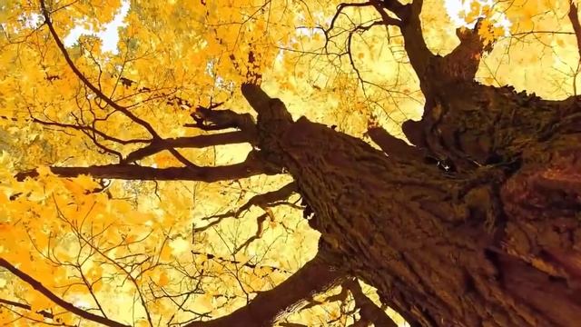 «Я с книгой открываю мир». Чтение стихотворения А. Гут?