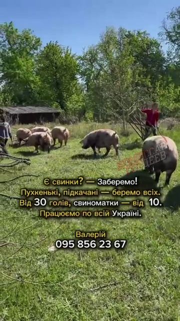 Тарасы ждут свою очередь на фронт.  Только не звоните Валерию, подумает, что он ТЦКшником стал