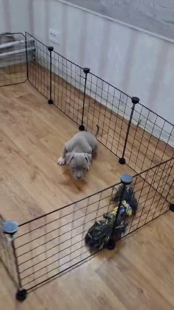 1000176584.mp4