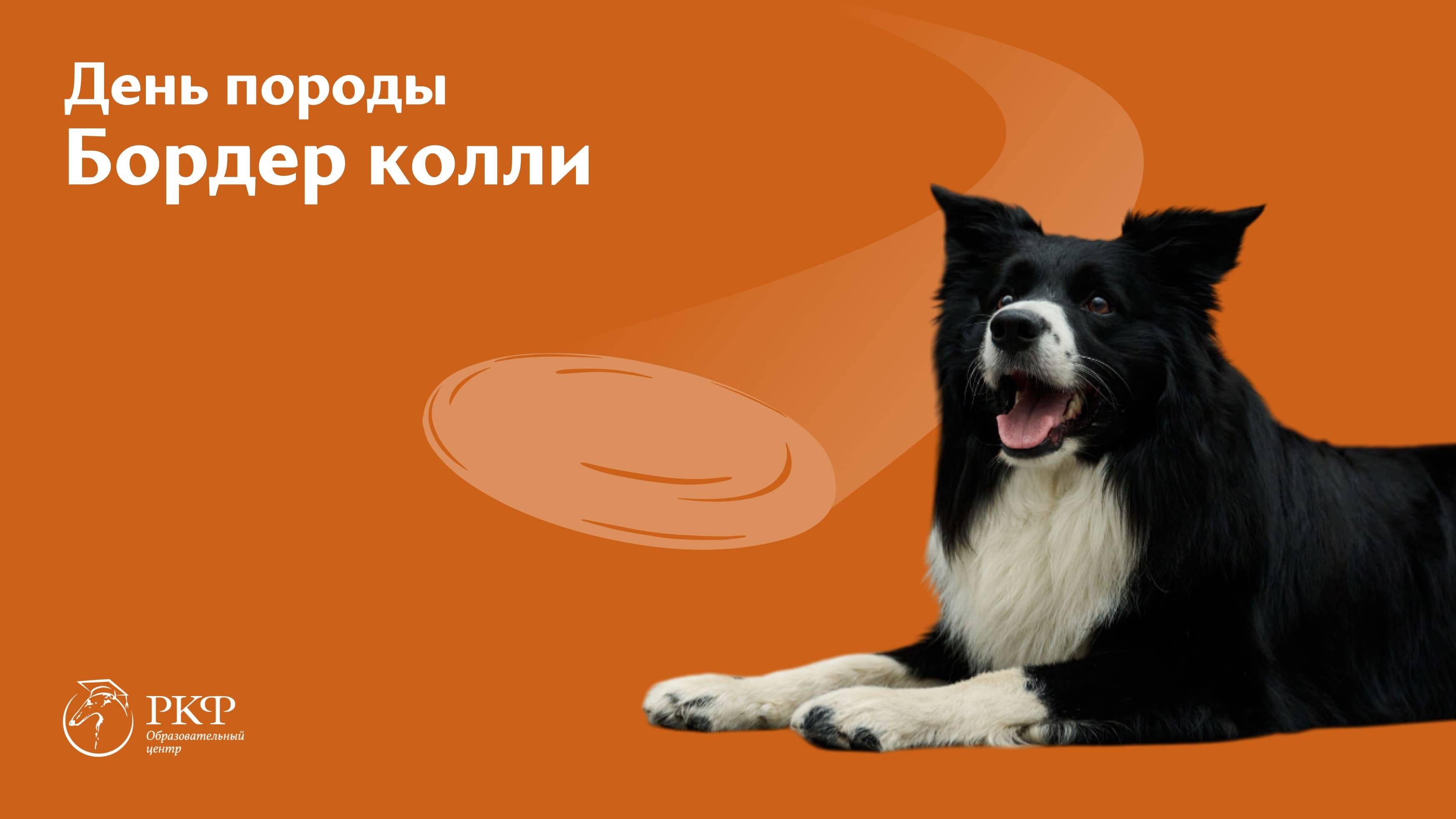 День породы Бордер колли, 17 мая 2025