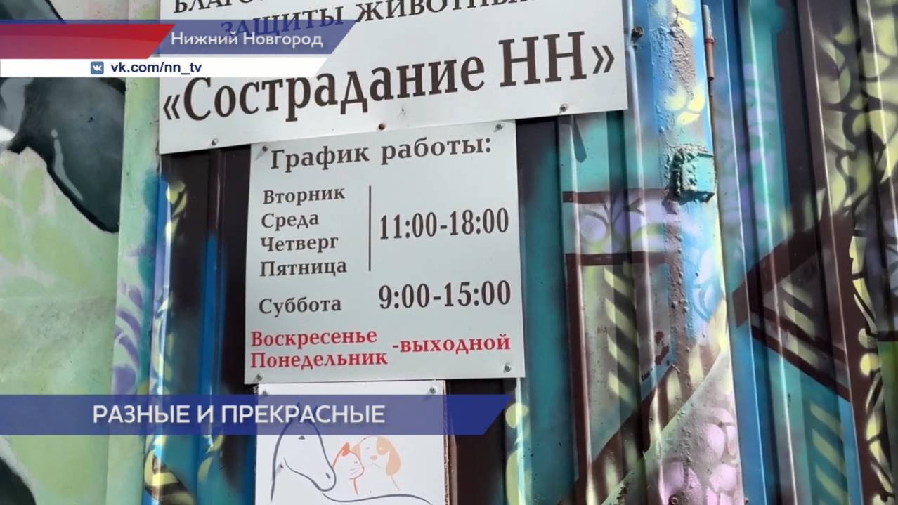 Приют для животных «Сострадание-НН» рассказал о состоянии своих подопечных