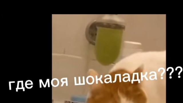 где моя шоколадка