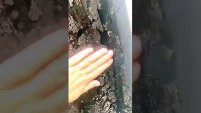 Трикотажные  брюки Rinascimento(Италия) по супер цене!