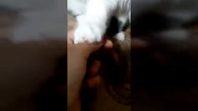 Прикол с моим котиком боньком