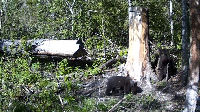 Предисловие к медвежьему семейству из архива А.Большакова