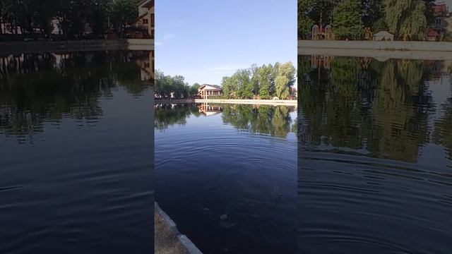 трофейний амур #риболовляукраїна #природа #fishing #рибал?