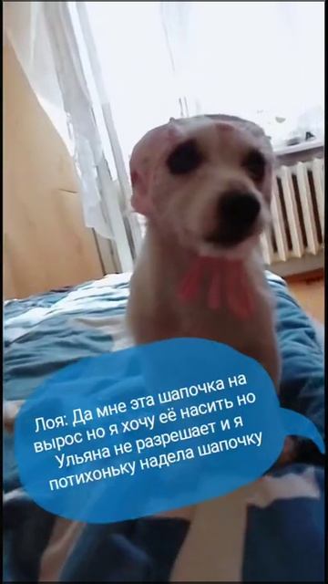 Джек Рассел Лойя в шапочке.