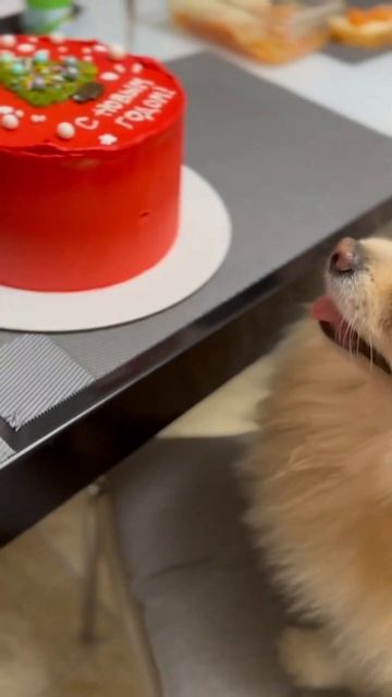 С Новым годом! #рекомендации #собачки #шпиц #домашниеживотные