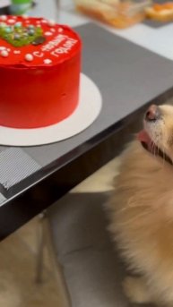 С Новым годом! #рекомендации #собачки #шпиц #домашниеживотные