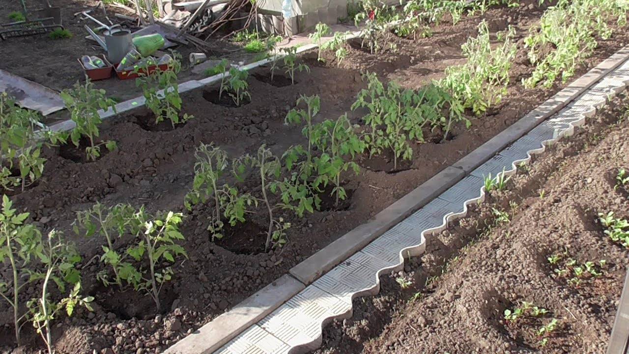 🌱 КОГДА МОЖНО ВЫСАЖИВАТЬ ТОМАТЫ В ГРУНТ Критическая ночная температура, которую вы должны знать!
