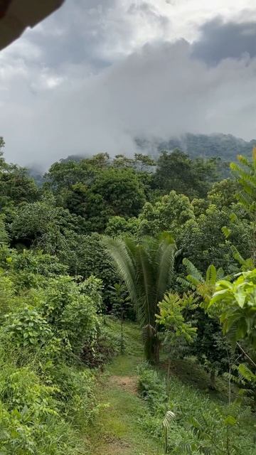 Después de la lluvia / после дождя / after the rain #nature #selva #catlover #morning #quietlife