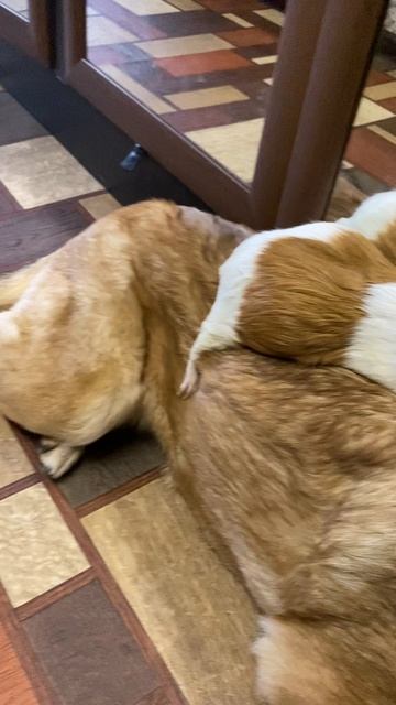 Так любим спать