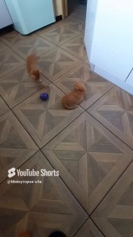 ЛЁХА!!!ДАЙ ПАС!!!!Shorts